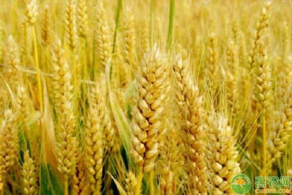 2019年9月小麦价格行情分析