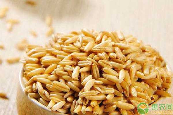 2019年9月小麦价格行情分析