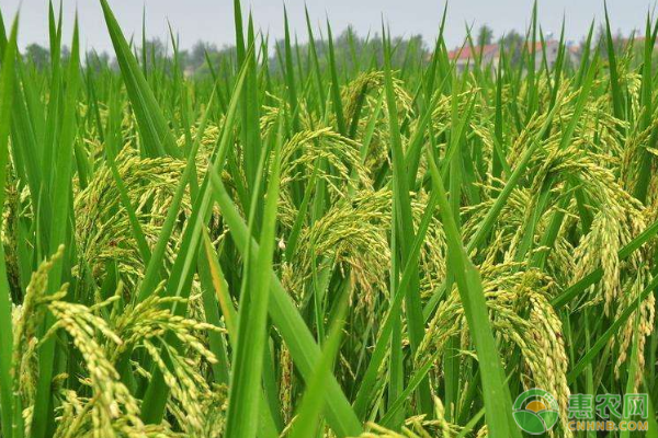 2019年9月水稻价格最新行情分析，影响水稻价格的因素有哪些？