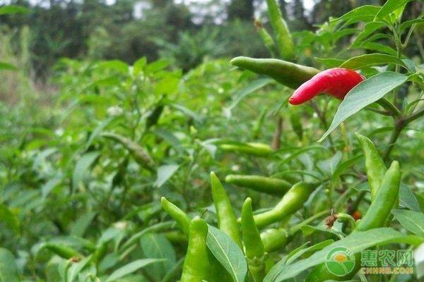 辣椒价格多少钱一斤？辣椒的种植管理方法介绍！