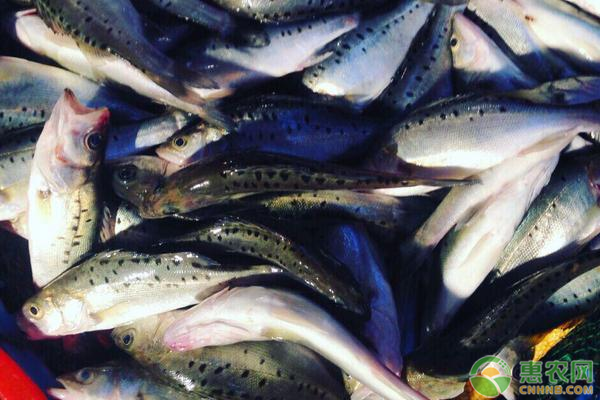 加州鲈鱼价格多少钱一斤？鲈鱼应该怎么养？