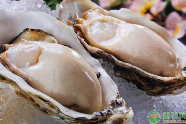 牡蛎多少钱一个？牡蛎的功效和作用及食用禁忌