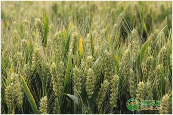 山农29号小麦品种怎么样？适合山东种植的小麦品种有哪些？