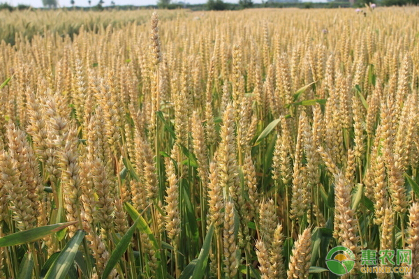 目前最好的小麦品种有哪些？分别适合什么地区种植？