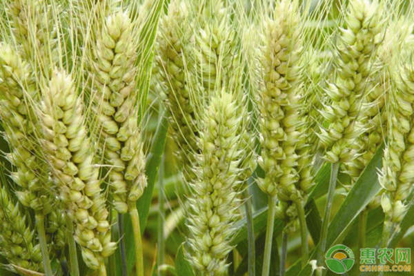 目前最好的小麦品种有哪些？分别适合什么地区种植？