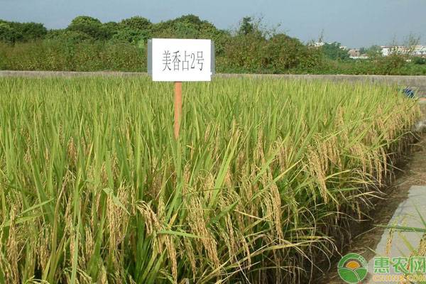 今年水稻种什么品种好？这些水稻品种很受欢迎！