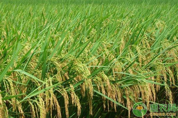 湖北水稻品种有哪些？2019年湖北省水稻生产技术三要点