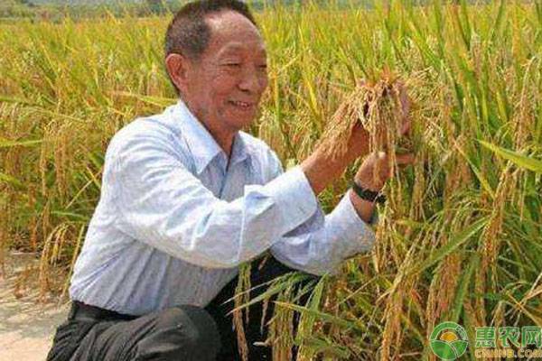 袁隆平水稻品种有哪些？