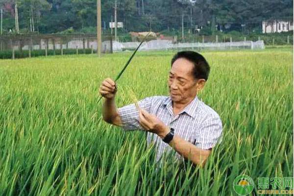 袁隆平水稻品种有哪些？