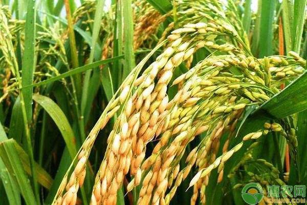 优质水稻品种有哪些?