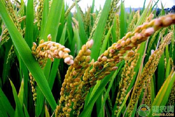 优质水稻品种有哪些?