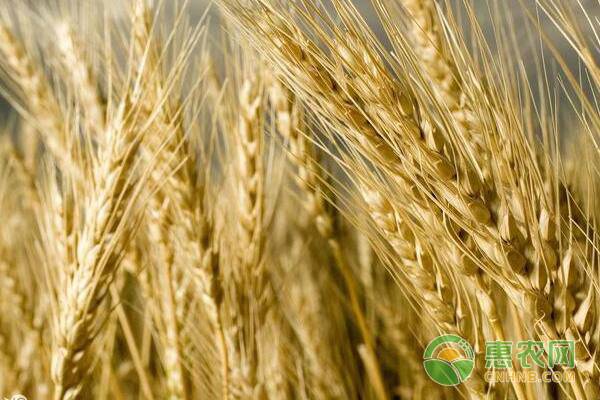 山东最好的小麦品种是哪一个？山东小麦品种介绍