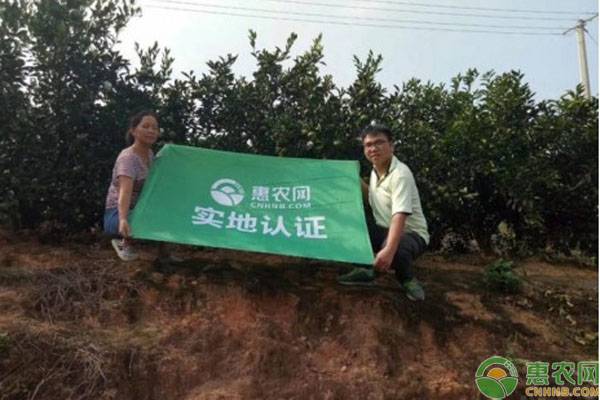 农村小伙牵手惠农网团队，网上卖东江湖蜜橘，畅销北广深！