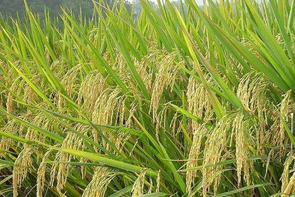 三系水稻品种有哪些?