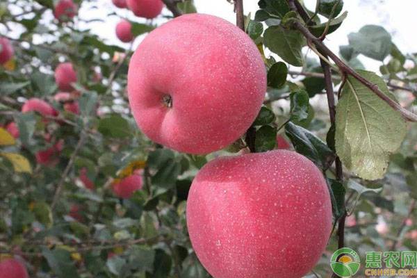 惠农网团队助力绥德山地苹果，让绥德苹果真正走出去！