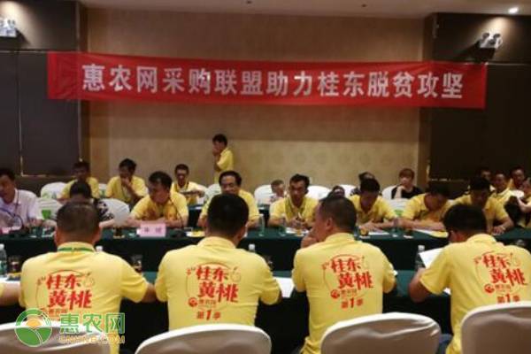 惠农网团队助力桂东黄桃上行电商化，实现黄桃销售达20万斤！