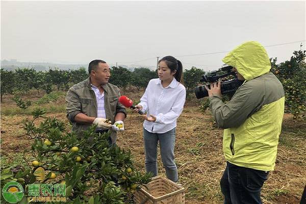 洞口产业示范县携手惠农网，开启雪峰蜜桔品牌运作！