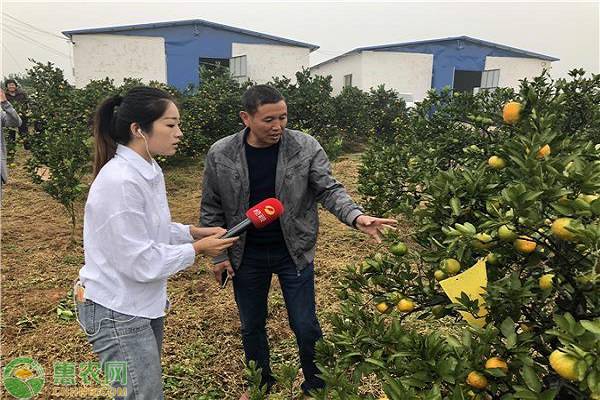 洞口产业示范县携手惠农网，开启雪峰蜜桔品牌运作！