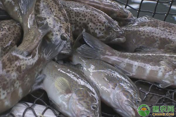 2019野生石斑鱼多少钱一斤？野生石斑鱼和养殖石斑鱼区别