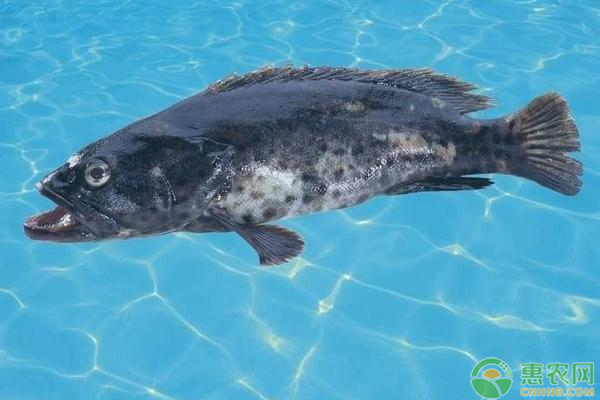 2019野生石斑鱼多少钱一斤？野生石斑鱼和养殖石斑鱼区别