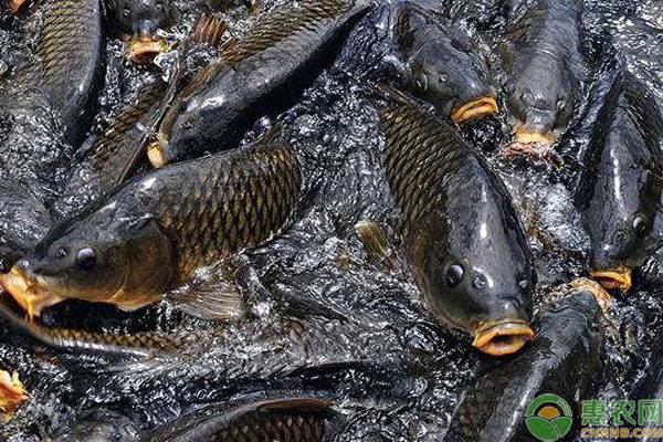 十大最贵淡水鱼的品种及产地介绍