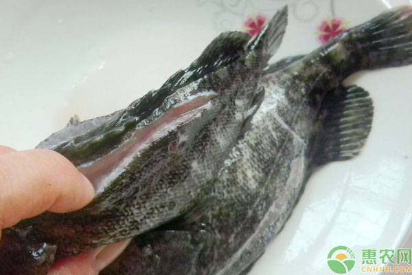 家里怎么杀石斑鱼？石斑鱼的鱼鳞及黏液去除方法