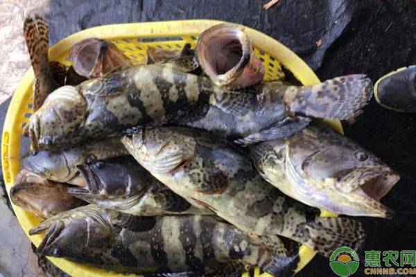 淡水石斑鱼小孩能吃吗？石斑鱼为什么这么贵？