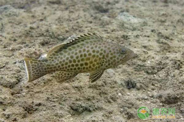 常见的石斑鱼种类有哪些？