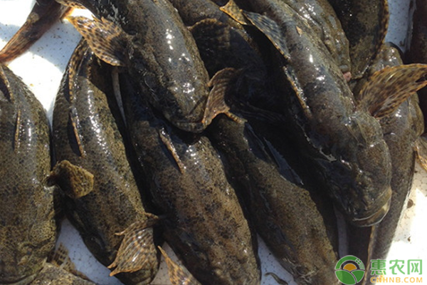 野生土布鱼多少一斤？野生土布鱼应该怎么养？