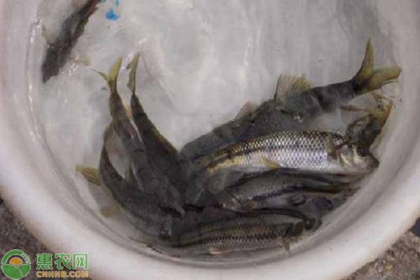 石斑鱼养殖成本与利润分析