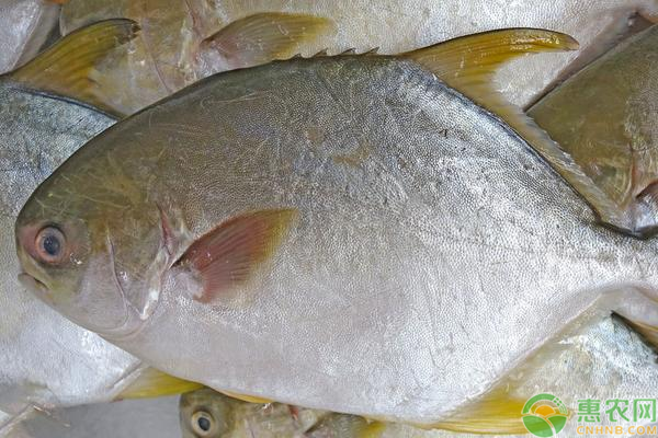 鲳鱼的价格多少钱一斤？鲳鱼的养殖技术及前景分析