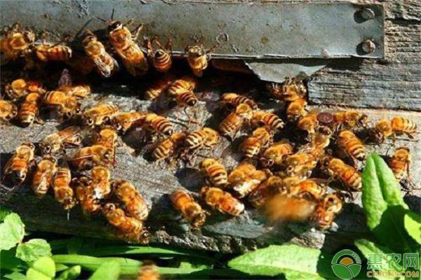 贵州适合饲养什么蜜蜂?贵州蜜蜂养殖技术介绍