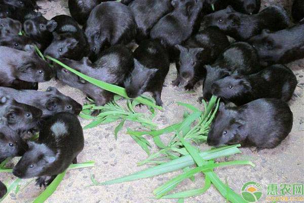 黑豚鼠种苗哪里有卖？黑豚鼠一般能长多少斤？