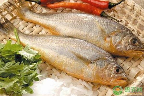 海黄花鱼多少钱一斤？黄花鱼应该怎么做才好吃？