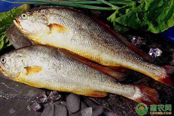 海黄花鱼多少钱一斤？黄花鱼应该怎么做才好吃？