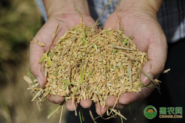 北方旱稻的品种介绍