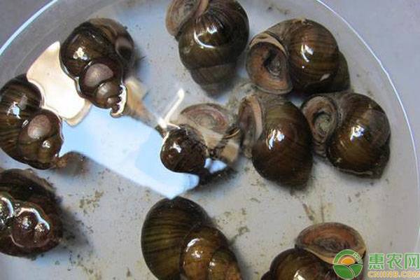常见的可食用螺品种有哪些？这6种很受欢迎！