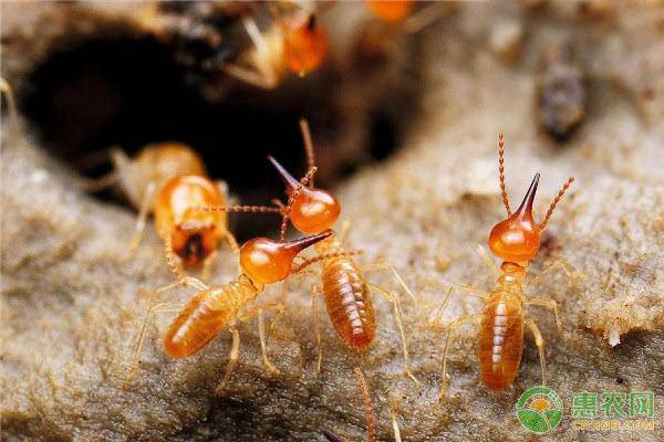 家里发现白蚁怎么消灭？家里进白蚁是什么原因？