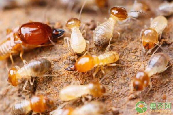 家里发现白蚁怎么消灭？家里进白蚁是什么原因？