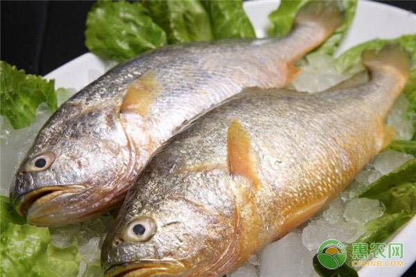 冷冻大黄鱼多少钱一斤？大黄鱼市场行情及前景如何？