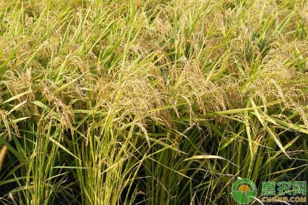 第三代杂交水稻首次专家测产！叁优一号亩产多少斤？有什么特点？
