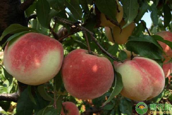 今日冬桃价格多少钱一斤？今年冬桃卖不动了是何原因？