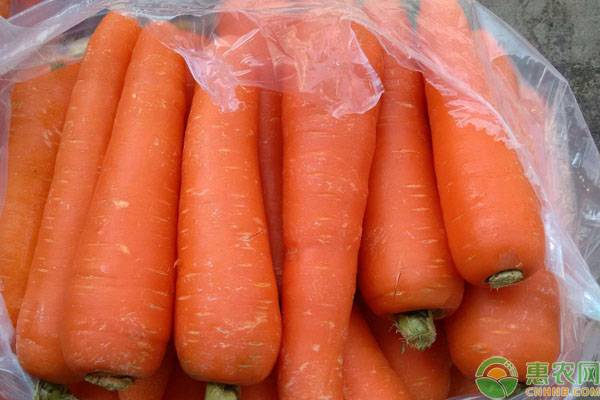 冬季吃不完卖不出去的红萝卜怎么保存？（附存储方法）