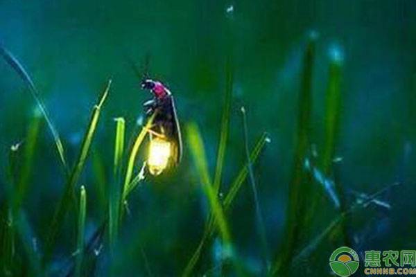 萤火虫最爱吃什么食物？萤火虫能活多久？