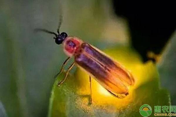 萤火虫最爱吃什么食物？萤火虫能活多久？