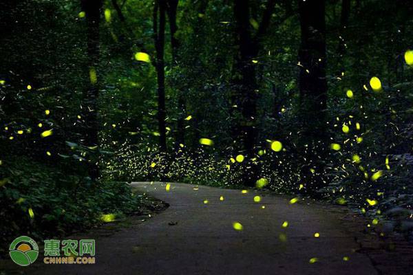 萤火虫吃什么叶子？是怎么发光的？