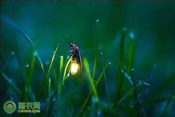 萤火虫吃什么叶子？是怎么发光的？