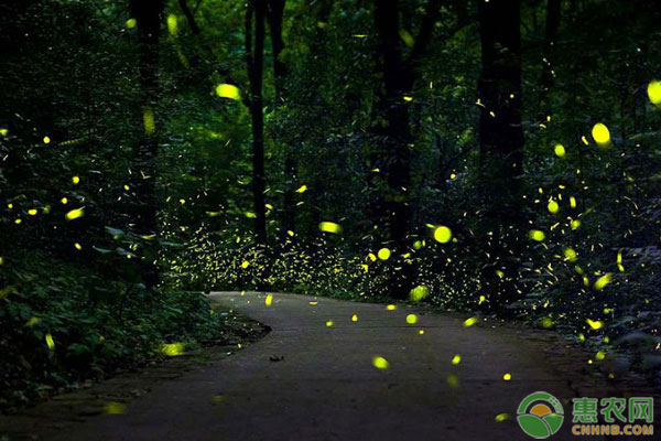 萤火虫最喜欢吃什么？萤火虫为什么会发光？
