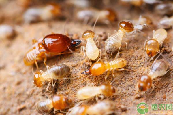 白蚁的危害大吗？怎么消灭家里的白蚁？