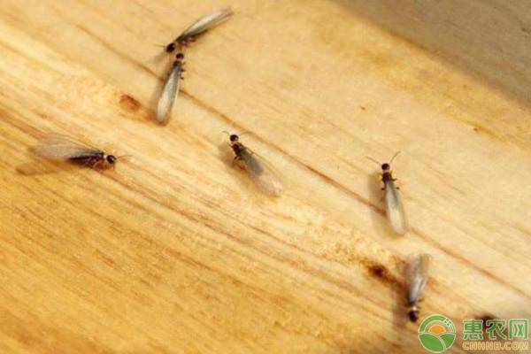 怎么样才能彻底消灭白蚁？白蚁的生活习性是什么？